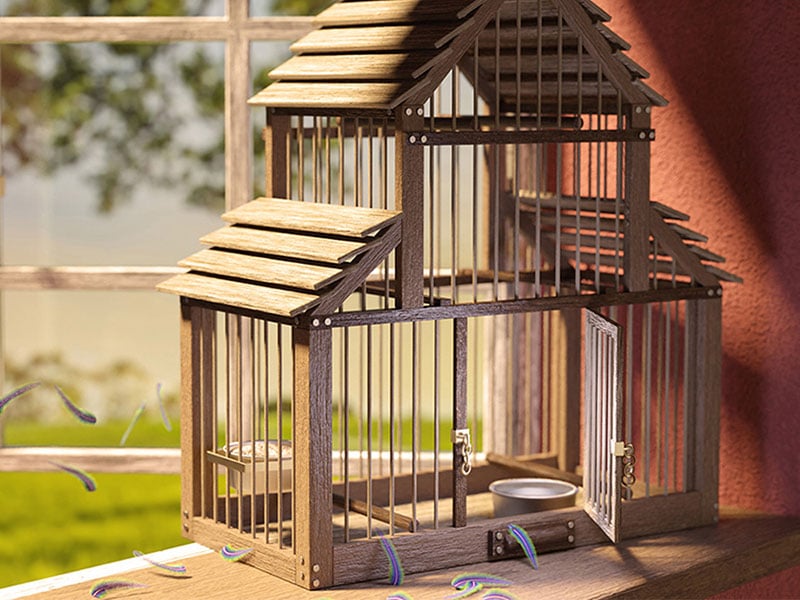 animal Es una suerte que Para exponer 7 Consejos para ubicar la jaula de tu pájaro | Pajarería Samu