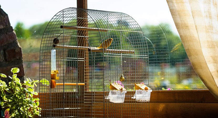 animal Es una suerte que Para exponer 7 Consejos para ubicar la jaula de tu pájaro | Pajarería Samu
